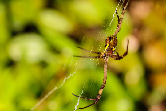 St Andrews Cross Spider in its web
