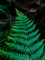 Beautiful patterns on the green fern leaf in a forest
