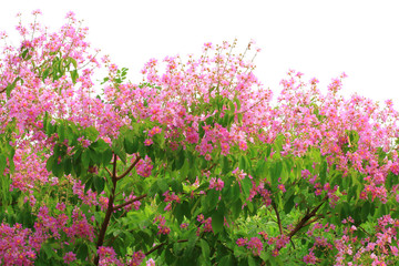 Obraz premium Blooming Lagerstroemia floribunda beautiful pink flower
