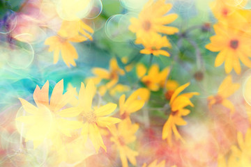 Fototapeta na wymiar tender spring flowers background / beautiful picture of flowering branches
