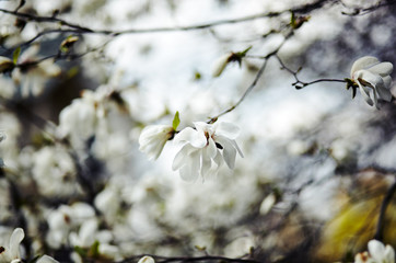 Beautiful white magnolia blossom. Flowering magnolia tulip tree. Fresh spring background on nature outdoors. Soft focus image of blossoming flowers in spring time. Shallow DOF. Selective focus
