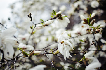 Beautiful white magnolia blossom. Flowering magnolia tulip tree. Fresh spring background on nature outdoors. Soft focus image of blossoming flowers in spring time. Shallow DOF. Selective focus