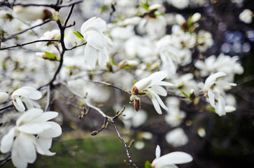 Beautiful white magnolia blossom. Flowering magnolia tulip tree. Fresh spring background on nature outdoors. Soft focus image of blossoming flowers in spring time. Shallow DOF. Selective focus