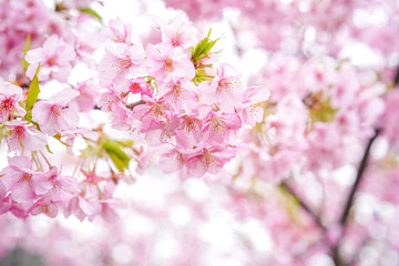 Pink sakura flower bloom in spring season. Vintage sweet cherry blossom soft tone texture background.