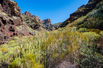 Berglandschaft auf Teneriffa im Frühling