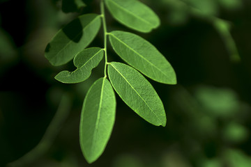 Obraz premium green leaf drop