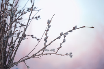 pussy-willow willow / branches bloom, spring concept, Easter holiday, background