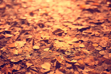 fallen leaves background / autumn background yellow leaves fallen from a tree