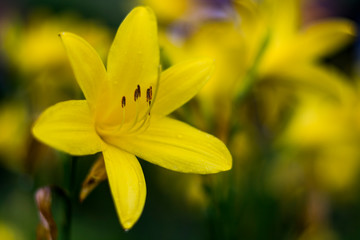 Yellow blooming lily. Brown pistils inside the bloom.