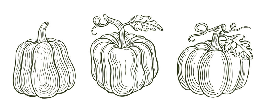 hand drawn pumpkin set vector