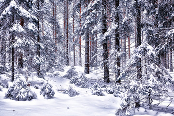 Fototapeta premium winter morning in a pine forest landscape, panoramic view of a bright snowy forest
