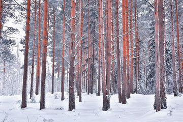 winter in a pine forest landscape, trees covered with snow, January in a dense forest seasonal view