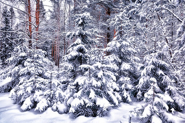 travel to canada winter forest landscape, seasonal view, panorama in the forest covered with snow
