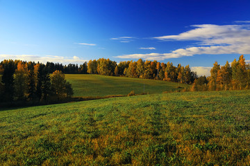 Naklejka premium Autumn forest with multicolored foliage