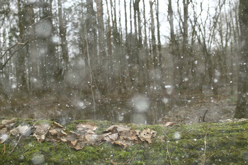 early spring in the forest / trees without leaves, snow melts, gray sad forest park in spring