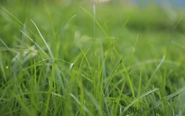 green grass with water drops