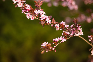 Fresh, pink, soft spring cherry tree blossoms on pink bokeh background.