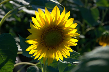 The golden Sunflower fields , yellow sunflower in close up photography , Sunflower field in the plain Larisa of Greece plain 