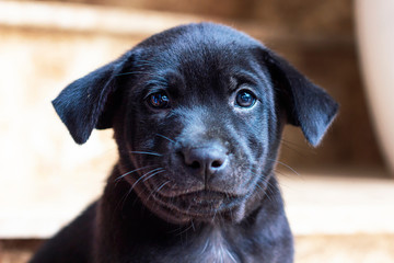 Close-up sad portrait of a cute puppy of a domestic pet. Beautiful black baby dog looking directly at the camera