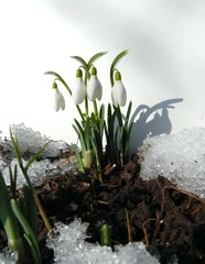 White snowdrops sprout from the snow in the spring garden on a white background