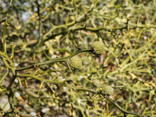 (Poncirus trifoliata) Dreiblättrige Orange, Zierstrauch mit zweige mit hinten gebogen dornen, Kleine attraktive runde unreife Fruchte