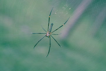 wild spider animal on the web soft and selective focus  nature background