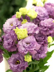 トルコギキョウ