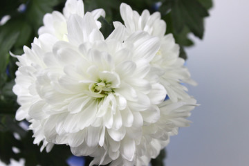 chrysanthemum in pot on table