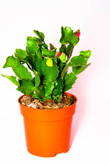 Cactus in a pot on a white background. Flat, smooth, needleless cactus in macro. Flower home. Cactus in a pot in a female hand. Place for text. Copy Space