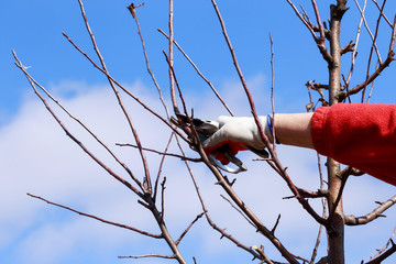 pruning fruit tree