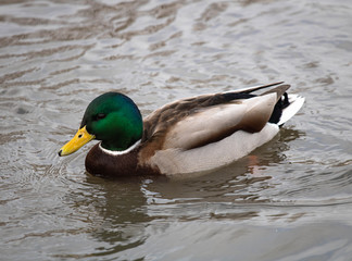 Duck drake close-up on the water.