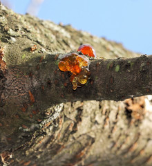 Small droplets of resin of the cherry tree, in the background blue sky