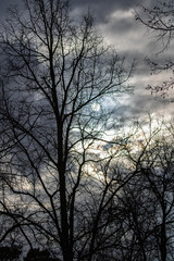Gloomy tree on a background of cloudy sunset in the park.
