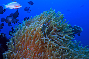 coral reef underwater / lagoon with corals, underwater landscape, snorkeling trip