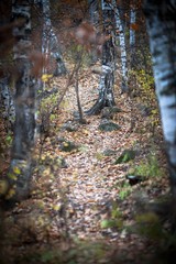 Fototapeta premium landscape