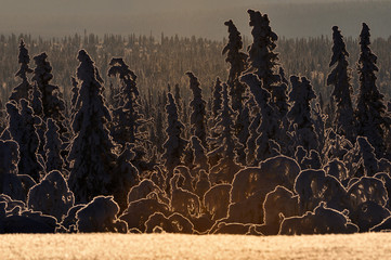 Winter trees in forest, Sweden, Europe