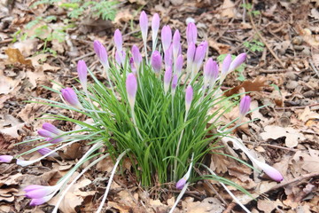 Purple crocuses in the park during the end of the winter in Nieuwerkerk aan den IJssel in the...