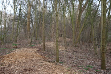 Paths of shredded branches and trees in the park in Nieuwerkerk aan den IJssel in the Netherlands