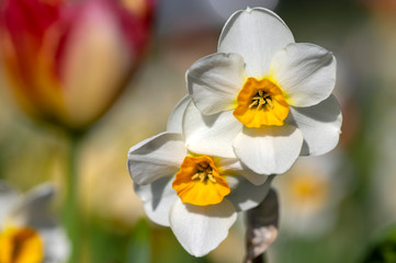 Fototapeta na wymiar Narcissus tazetta early springtime flowerin plant in ornamental garden with tulips, paperwhite bunch flowered daffodil in bloom