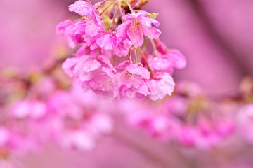 雨に濡れた、満開の桜
