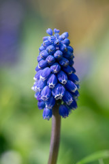Muscari armeniacum flowering plant, blue spring bulbous grape hyacinth flowers in bloom in the garden