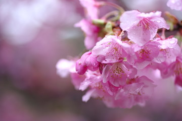 雨に濡れた、満開の桜