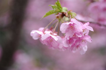 雨に濡れた、満開の桜