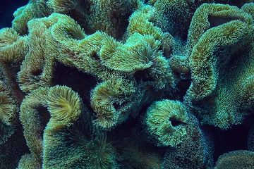 Foto op Plexiglas koraalrifmacro/textuur, abstracte mariene ecosysteemachtergrond op een koraalrif © kichigin19