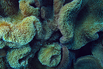 coral reef macro / texture, abstract marine ecosystem background on a coral reef