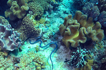 coral reef underwater / sea coral lagoon, ocean ecosystem