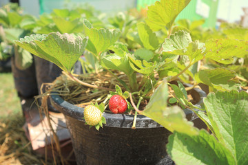 Organic strawberry on the farm