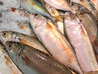 Saving fresh fish in ice for send to the market
