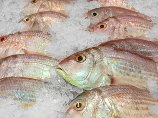 Saving fresh fish in ice for send to the market