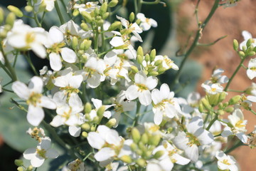 Beautiful white cauliflower in the garden